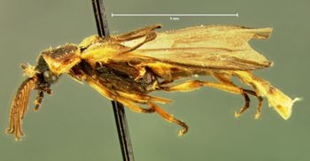 Media type: image;   Entomology 33854 Aspect: habitus lateral view
